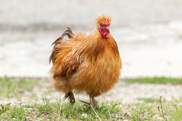 Portrait of a free-range silky fowl rooster walking outdoors