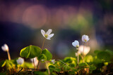 Fototapeta Krajobraz - kwiaty, zawilce rosnące w lesie