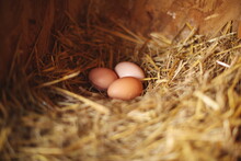 Chicken Eggs In A Nesting Box On A Small Farm In Ontario, Canada.