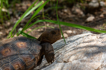 Wall Mural - Desert tortoise, Gopherus agassizii, walking through the Sonoran Desert foraging for food and perhaps a mate. A large reptile in natural habitat. Pima County, Oro Valley, Arizona, USA.