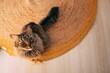 © Leo Lascher/Wirestock Creators - Top shot of a cute furry cat on a carpet at home