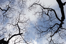 Dead Branches Tree Silhouette With Blue Sky And Cloud
