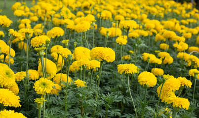 Wall Mural - Yellow marigold flower in garden