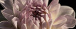 © Milou Dirks - seamless background and close up of pink and white dahlia flower and petals