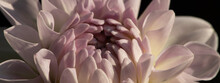 Seamless Background And Close Up Of Pink And White Dahlia Flower And Petals