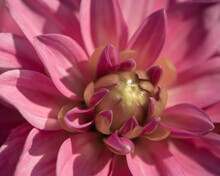 Close Up Of A Pink Dahlia Flower, Heart And Petals