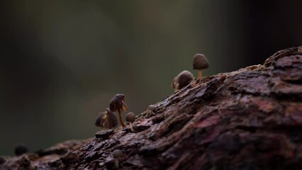 Poster - Shallow focus shot of small brown mushrooms growing on tree trunk with blur background