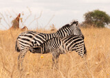 Fototapeta Sawanna - Zebra calf feeding on its mother in the African savannah of Serengeti National Park, Tanzania, Africa.  Two zebras, concept of love and family.
