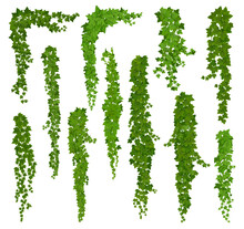 Vertical Isolated Ivy Lianas, Cartoon Vector Set Of Green Vines With Leaves Corners, Frames Or Borders. Climbing Hedera Creeper Plant Foliage. Tendril Branches Anf Ivy Lianas