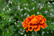 A marigold flower is blooming