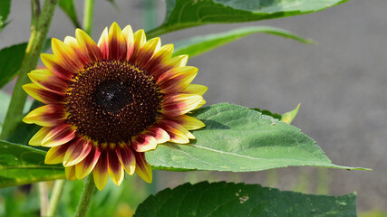 Wall Mural - A sunflower is blooming