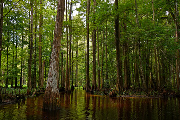 Exploring Shingle Creek on a kayak Eco Tour through a beautiful cypress forest in Kissimmee, Osceola County just south of Orlando, Florida