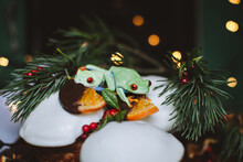 Beautiful Red Eyed Tree Frog On Capcake With Christmass Decoration