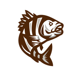 Wall Mural - Sheepshead Fish Jumping Isolated Retro