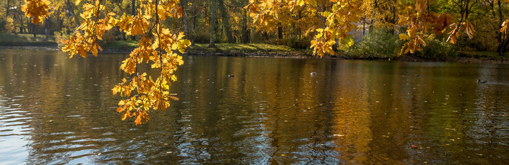 Wall Mural - oak tree branch bow down to a water in an autumn forest. fall colors.autumn trees in the park. sunny