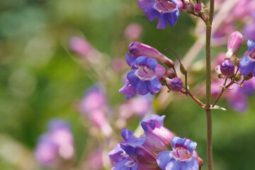 Wall Mural - Purple flowering polydeterminate dichasiate thyrse inflorescence of Penstemon Spectabilis, Plantaginaceae, native perennial herb in the San Bernardino Mountains, Transverse Ranges, Springtime.