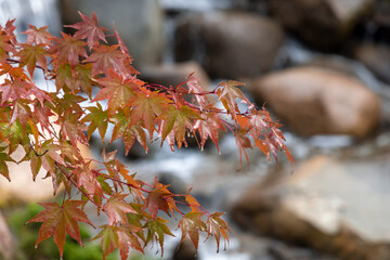 Sticker - Colorful wet Japanese maple leaves.