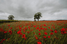 Idyllic Red Poppy Field In Tranquil Countryside, Baslow, England
