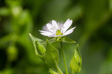 Myosoton Aquaticum, Plant With Small White Flower Known As Water Chickweed Or Giant Chickweed On Green Blurred Background