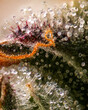 Forbidden Runtz close up of cannabis trichomes