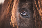 Fototapeta Konie - Auge | Pferd