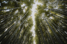View From Below Tall Bamboo Trees Growing In Forest, Kyoto, Japan
