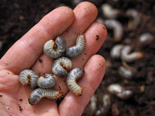 White Grub Worms, Larvae Of Chafer, Usally Known As May Beetle Or June Bug In Male Hand, Pests In Soil Are Annoying For Gardeners