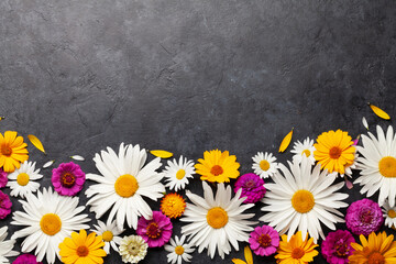 Wall Mural - Chamomile garden flowers on stone background