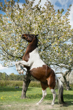 Brown And White Skewbald Horse Rearing At Sunny Spring Tree
