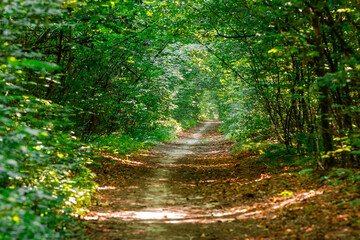 Poster - summer forest trees. nature green wood sunlight backgrounds