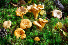 Edible Mushrooms. Chanterelle Mushrooms In A Moss Forest. Selective Focus.