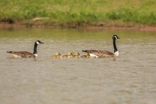 Two Canada Geese Swimming On The Lake With Their Goslings