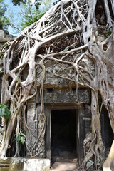 Wall Mural - Sprawling Banyan Tree Overgrowth Portrait, Medium Shot, Ta Prohm Temple, Siem Reap, Cambodia