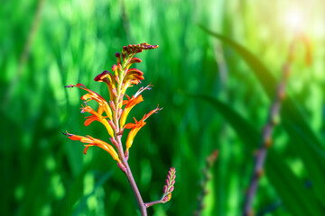 Wall Mural - detail of a wild field flower in the afternoon sunlight with a green leafy background