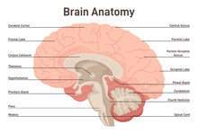 Human Brain Anatomy. Cross Section Structure Of The Main Nervous System