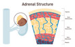 Adrenal gland. Human endocrine gland structure, the adrenal