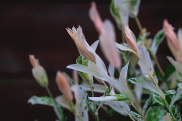 Sticker - Close up on Salix integra tree, variety called Hakuro Nishiki