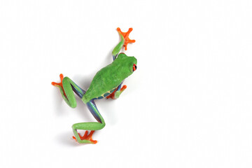 Wall Mural - red-eyed tree frog on white background, red-eyed tree frog (agalychnis callidryas) closeup