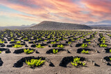Fototapeta Do akwarium - Landscape of volcanic vineyards of La Geria, Lanzarote, Canary Islands, Spain