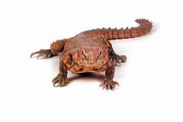 Uromastyx geyri closeup on isolated background, Uromastyx geyri closeup