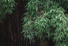 Bamboo Plant Leaves In The Garden