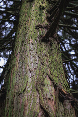 Poster - Trunk of Chamaecyparis pisifera - Sawara cypress variety Squarrosa