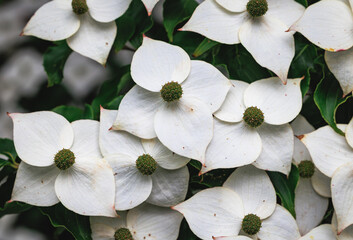 Sticker - Close up on a flowers of Cornus kousa small deciduous tree