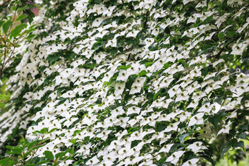 Poster - Flowers of Cornus kousa small deciduous tree, Poland