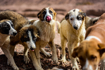 Homeless dogs in the desert