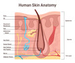 Human skin anatomy. Layered scheme of epidermis with hair follicle