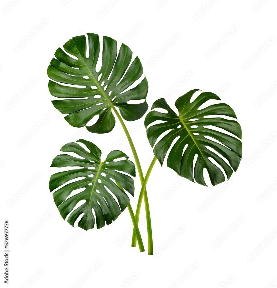 monstera runner Tropical Monstera Leaf Table Runner for Summer Party, Green Botanical Print  for Holiday and Dining Table Decor main image 0