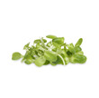 Fresh green young sunflower sprouts isolated on transparent background. (.PNG)