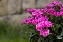 Closeup Shot Of Pink Geranium Flowers
