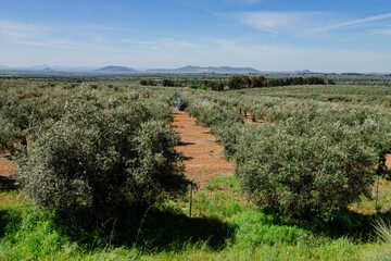 olivos, sierra de los Golondrinos, Extremadura, Spain, europa